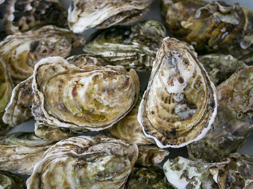 Oysters